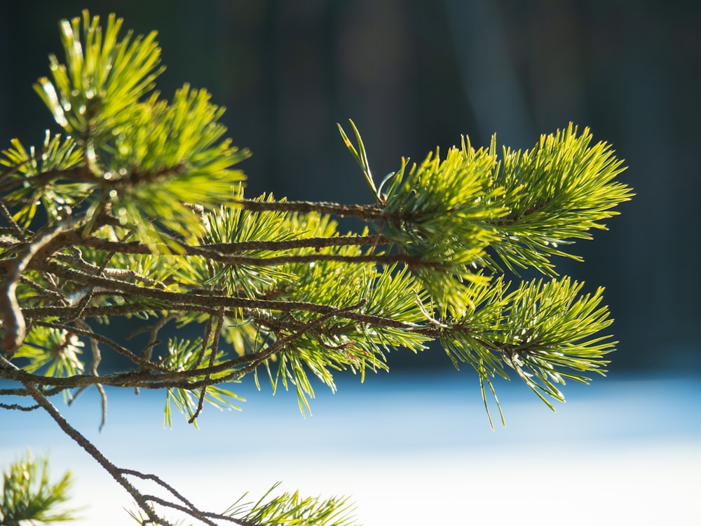 green pine tree in close up photography