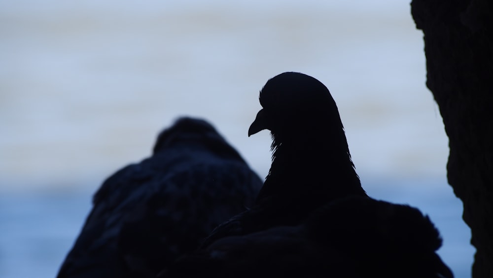 black bird on black rock