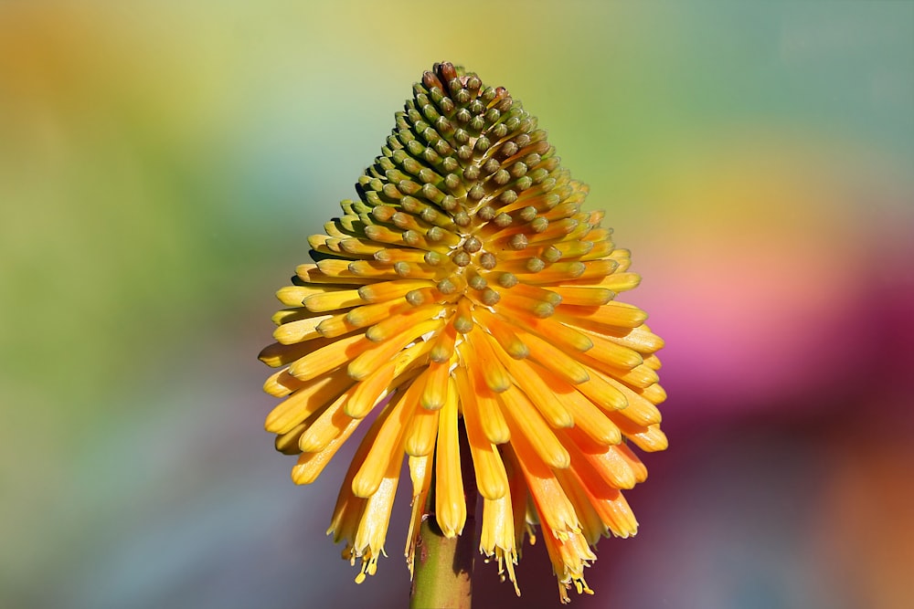 yellow and green flower in macro lens photography