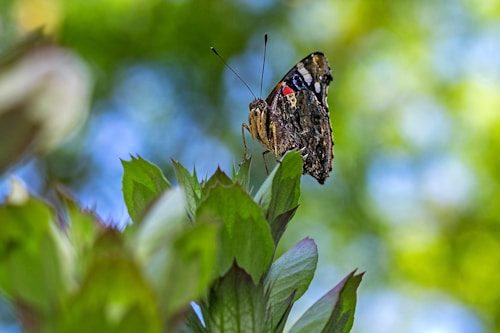 A butterfly perched on a vibrant green leaf, presenting a close-up view of its intricate wing patterns. The background is softly blurred with shades of green and blue, suggesting a lush natural setting.