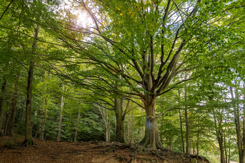 alberi verdi su campo marrone durante il giorno