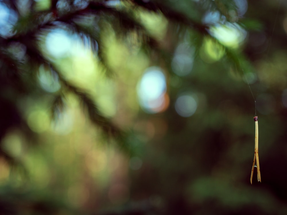 green leaf in tilt shift lens