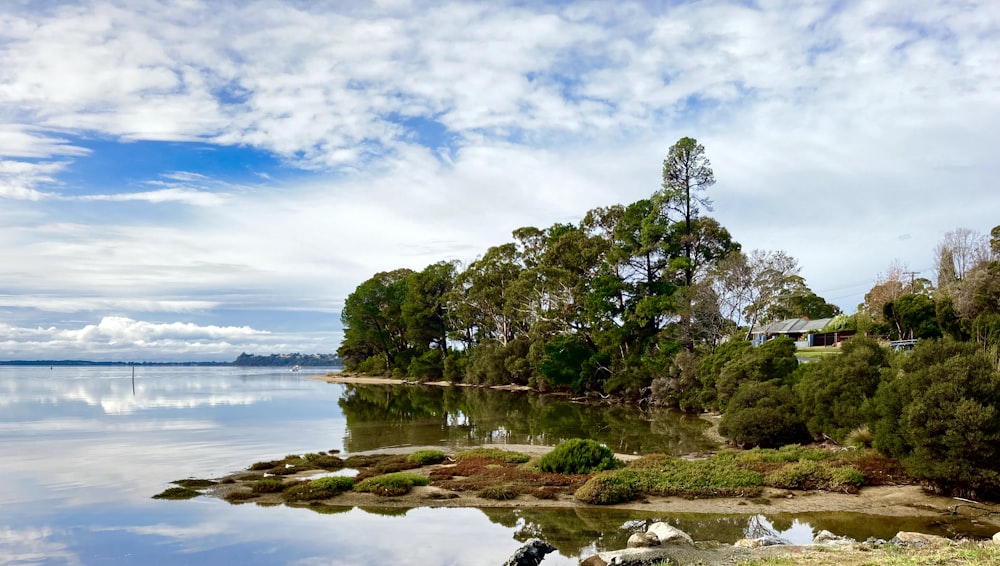 green trees near body of water under blue sky during daytime