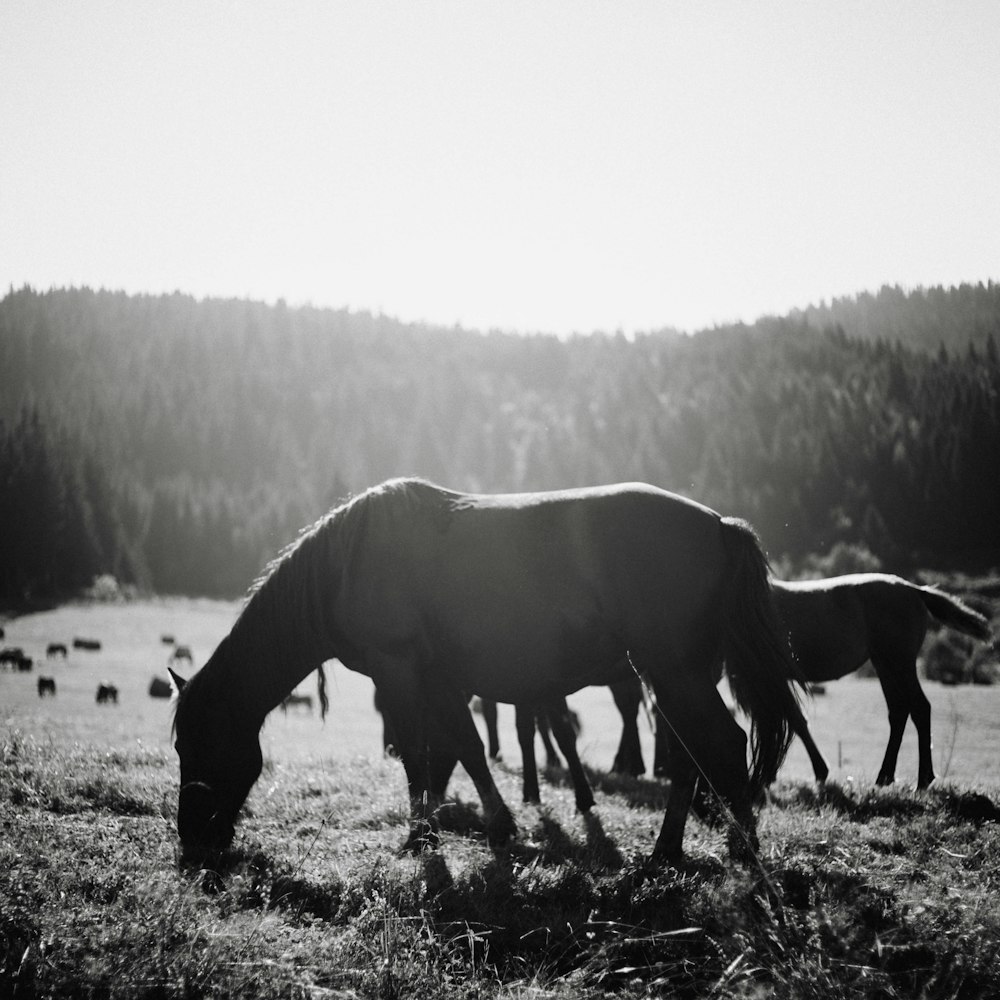 black horse on brown soil during daytime