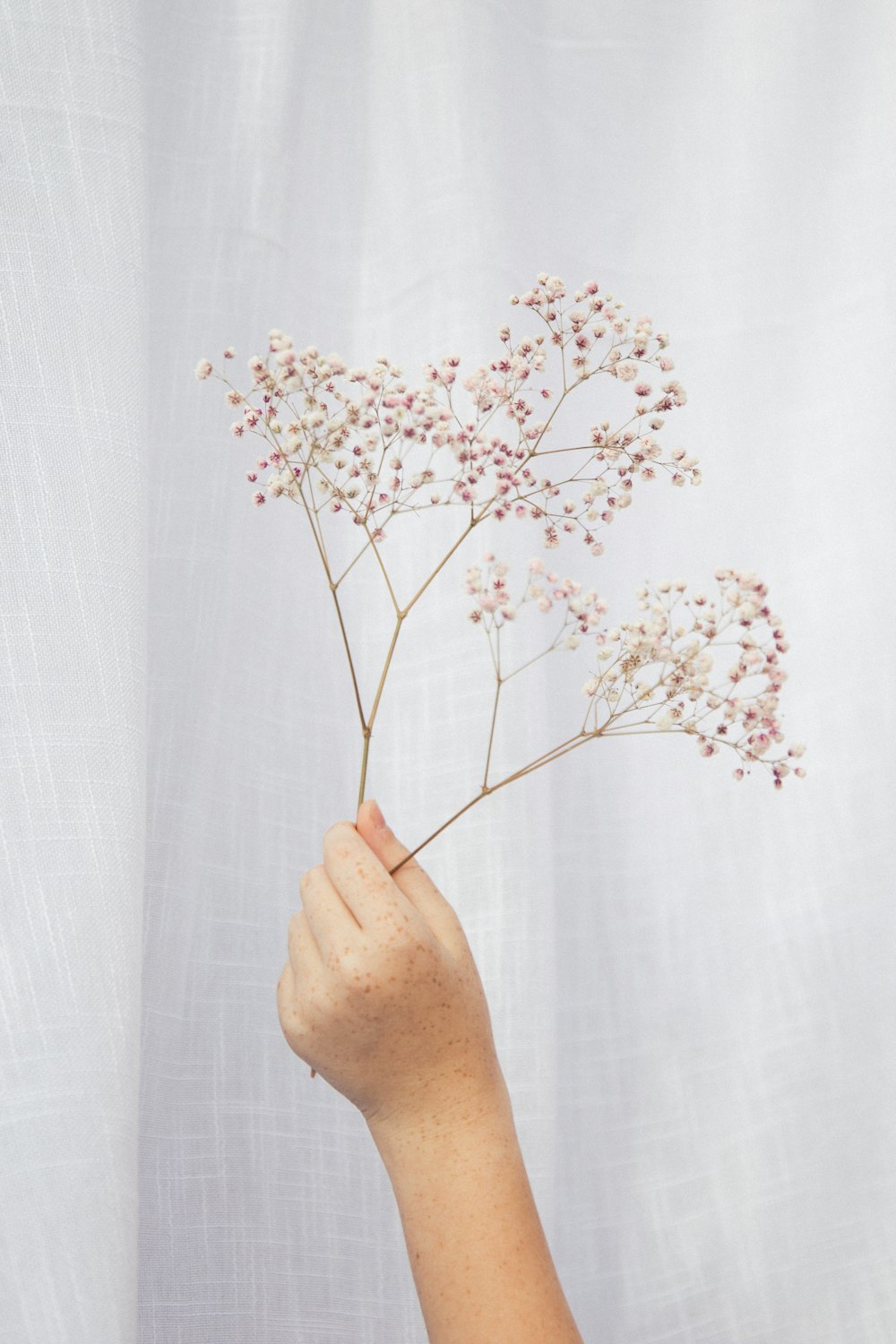 person holding white flower in front of white curtain