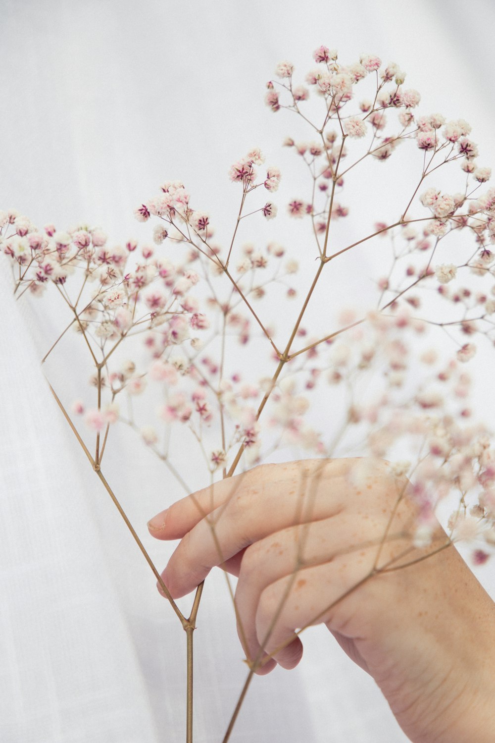 person holding white flowers during daytime