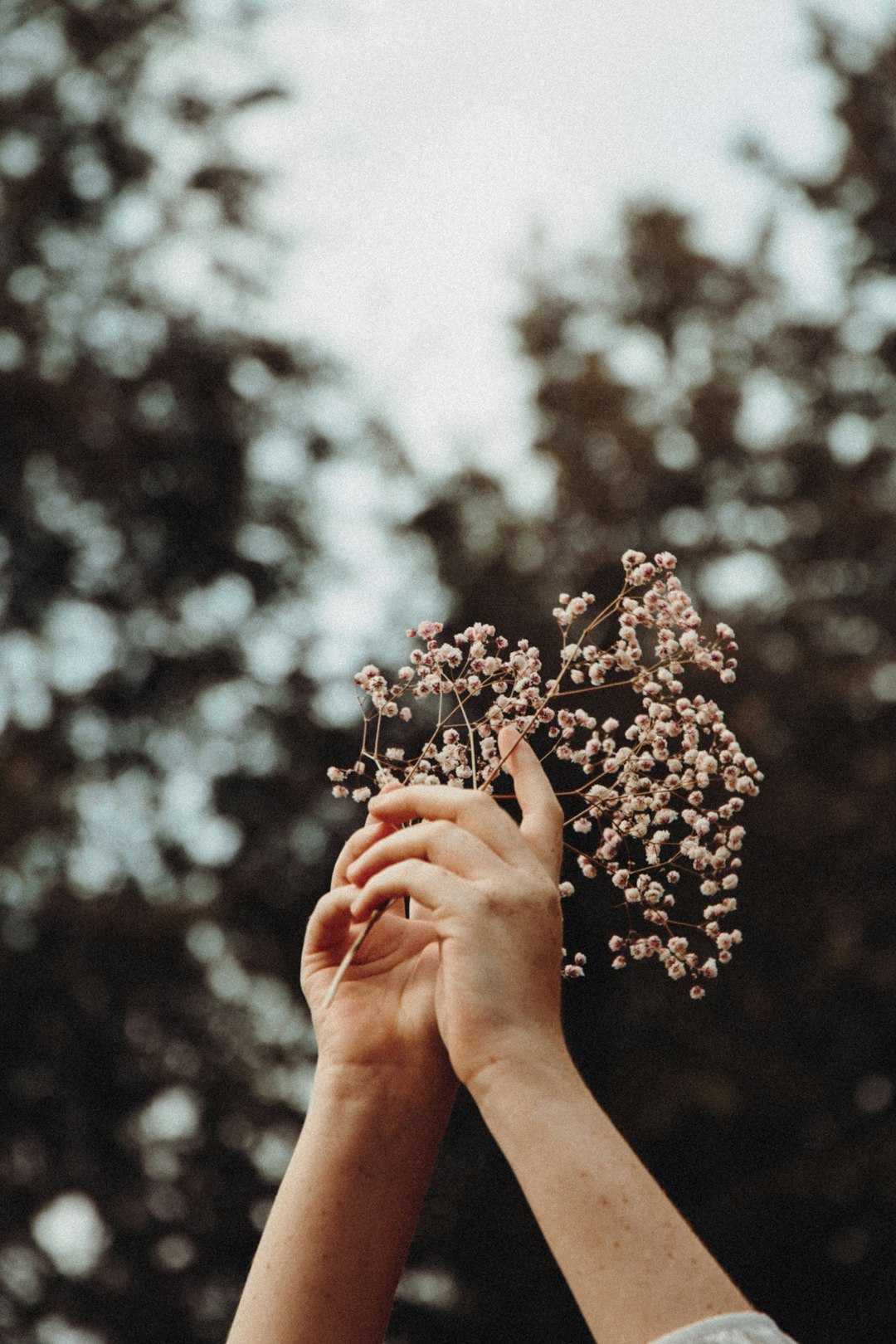 person holding white flower in grayscale photography