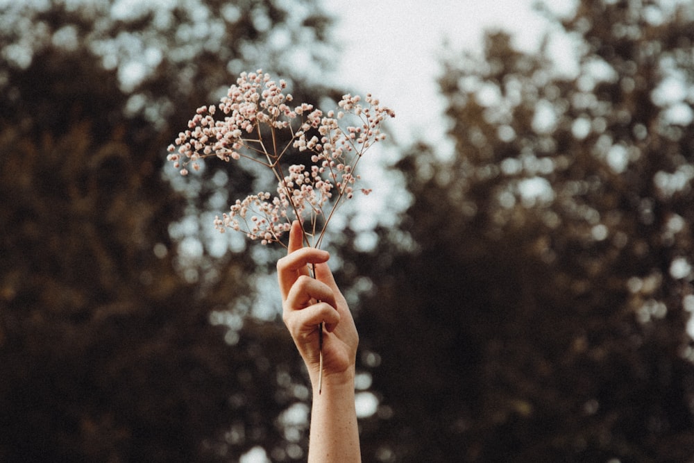 person holding white flower during daytime