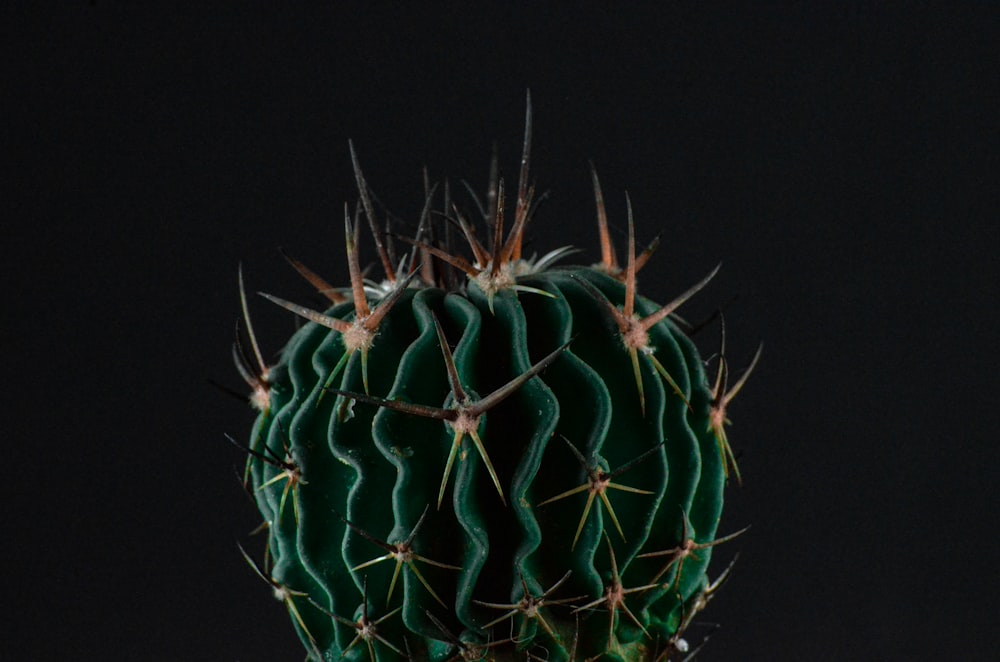 green and brown round fruit