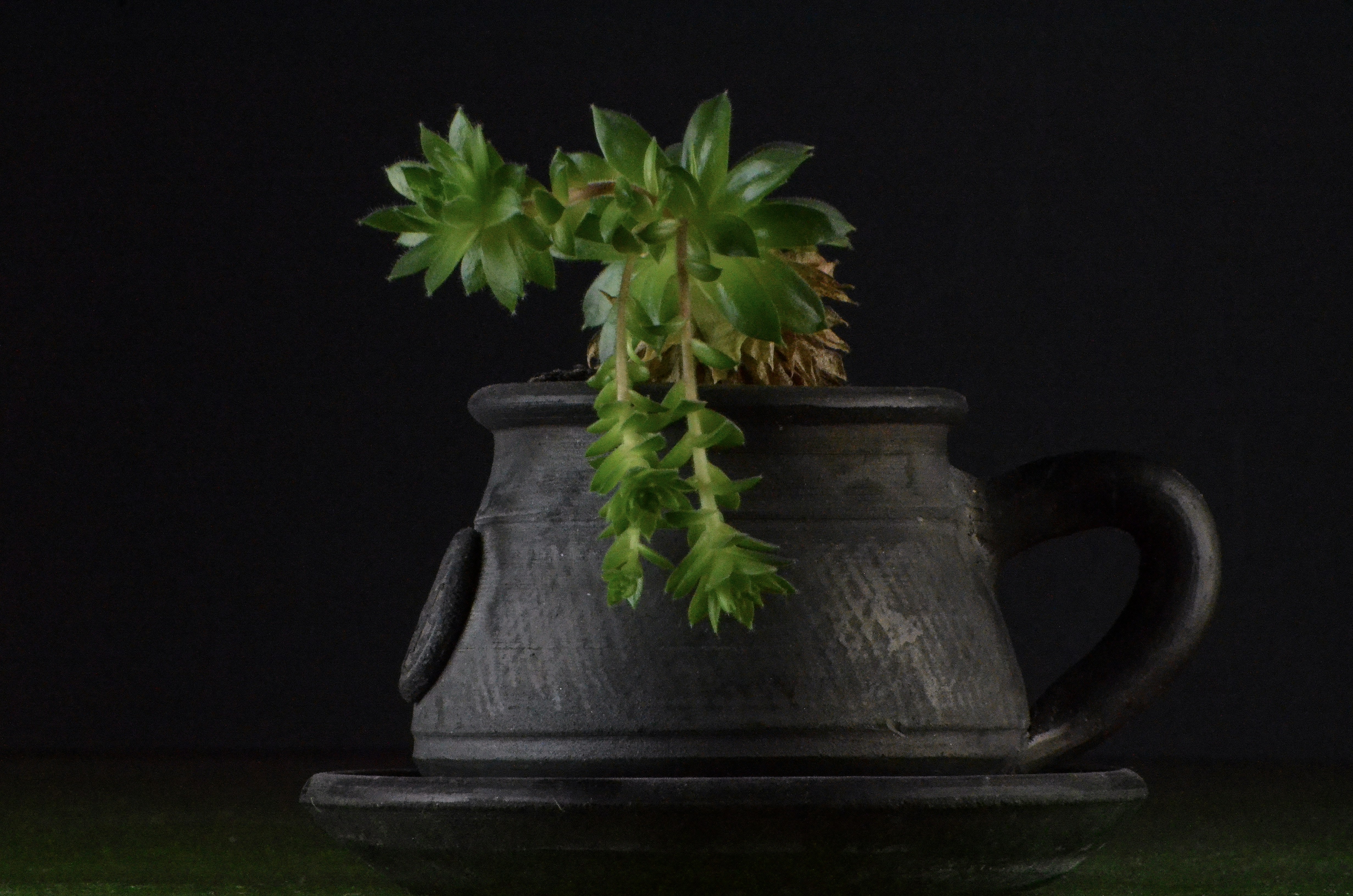 Green plant in gray clay pot