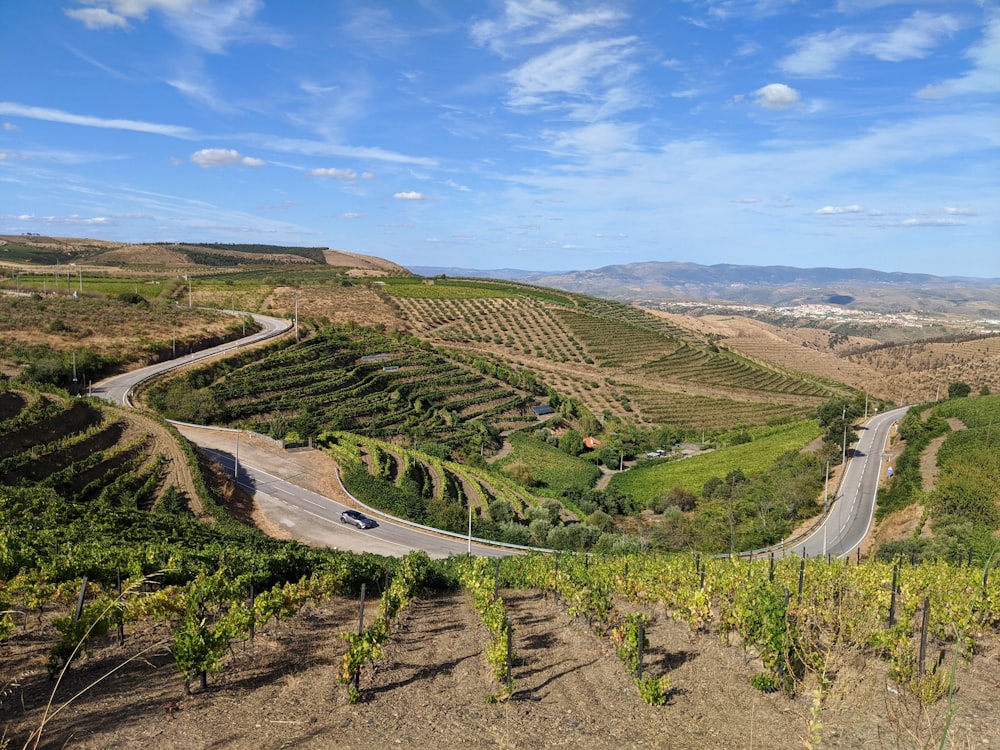 árboles verdes y campo cubierto de hierba bajo el cielo azul durante el día