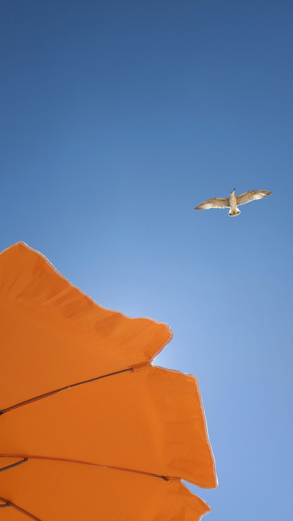 white bird flying over orange textile
