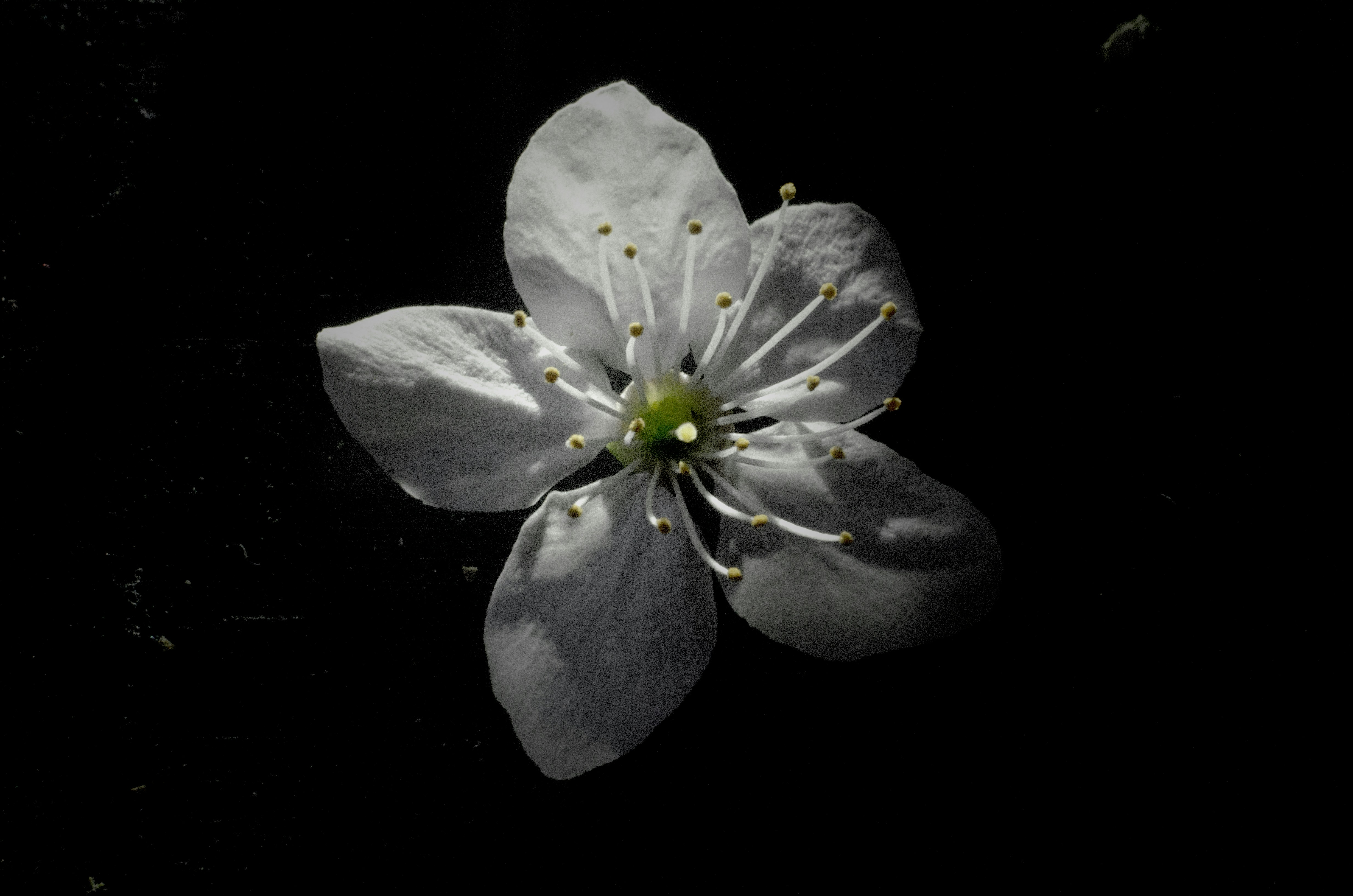 Photo by viktortalashuk