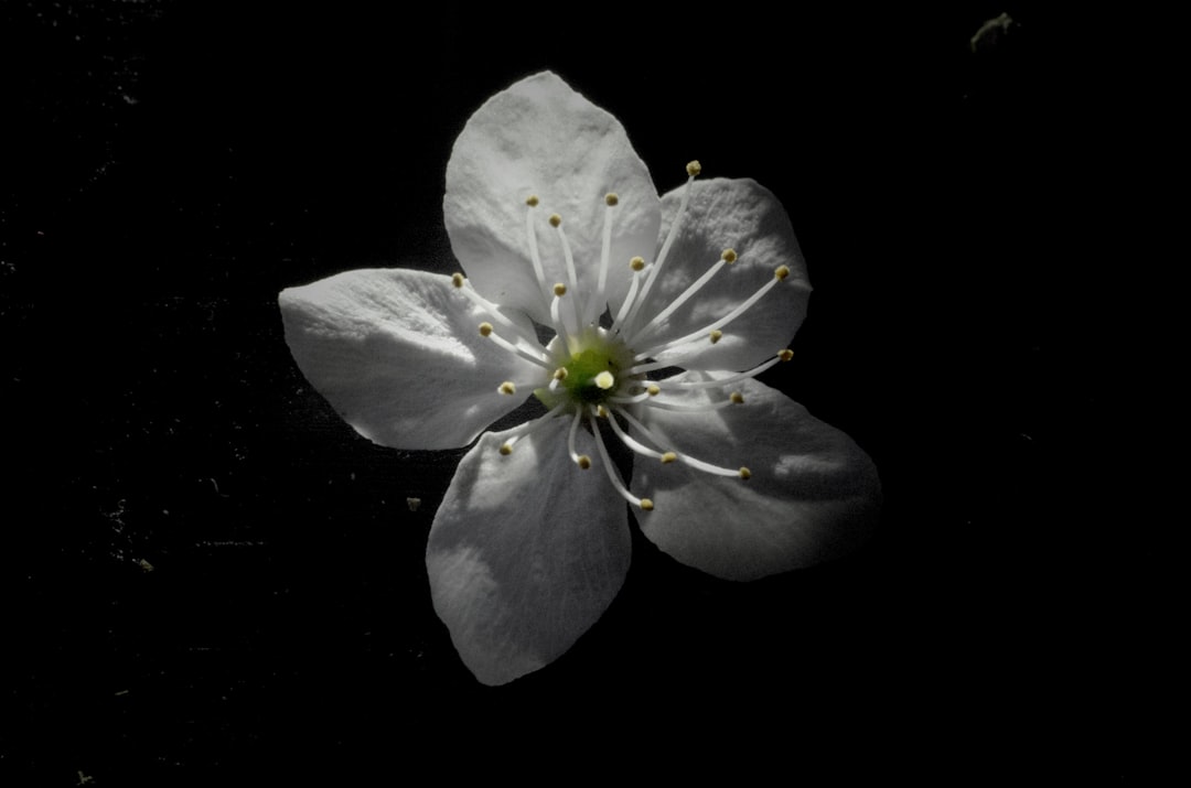 white and purple flower in black background