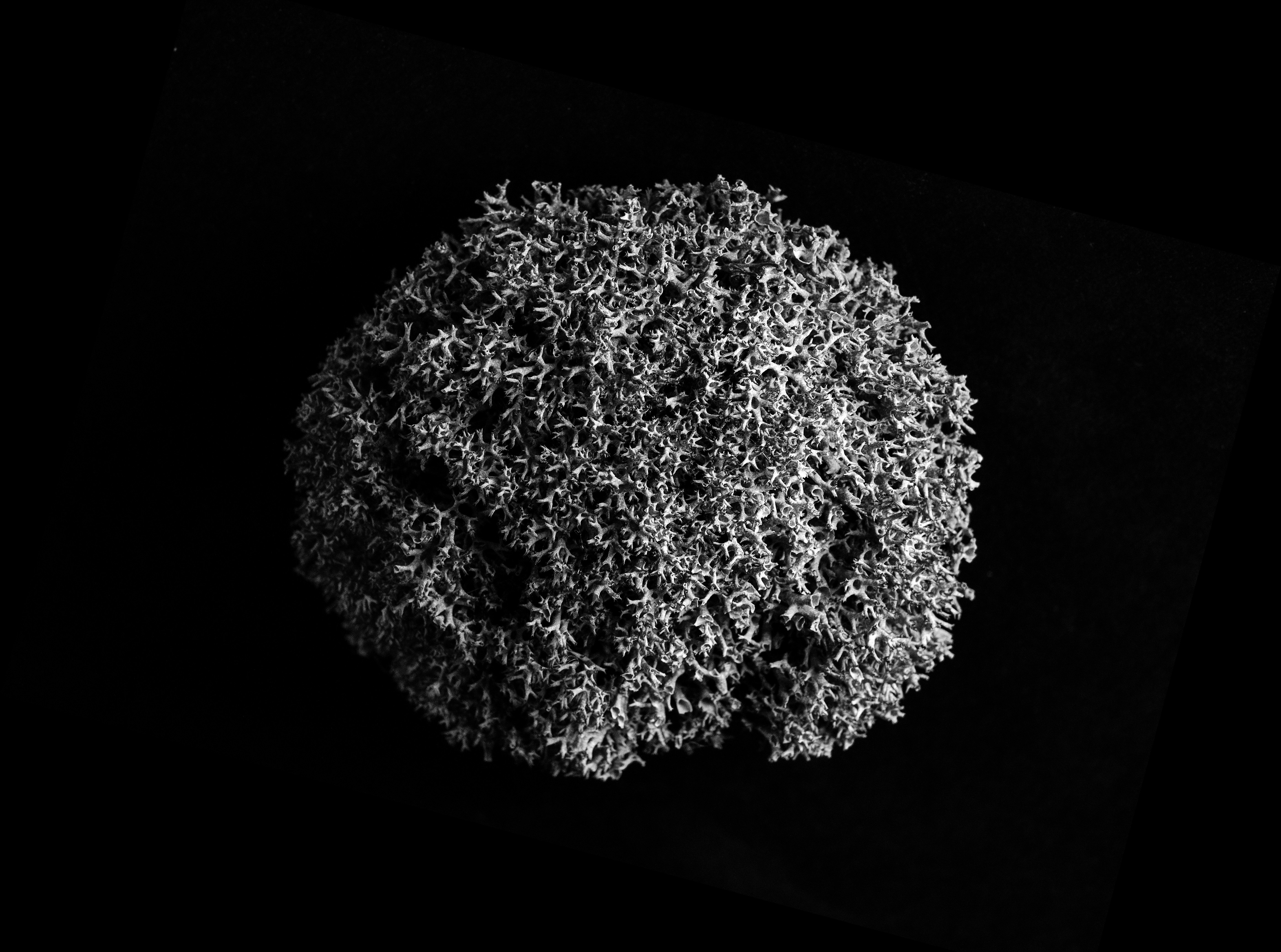 The Microscopic Survivors of Outer Space Impacts (image credits: unsplash)