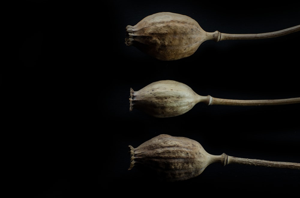 two brown garlic bulb on black background