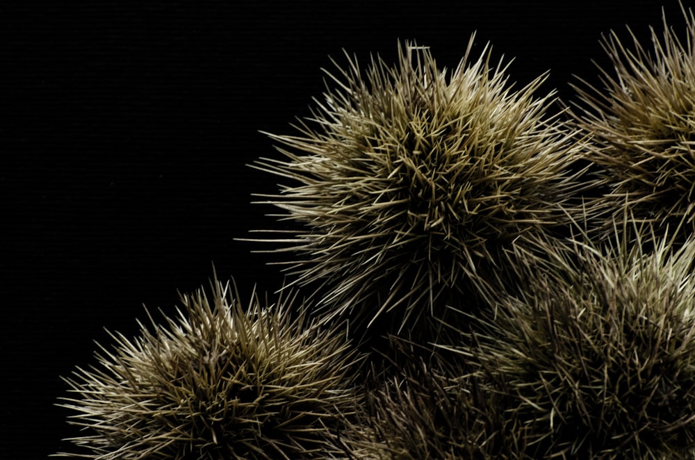 yellow and brown fireworks during night time