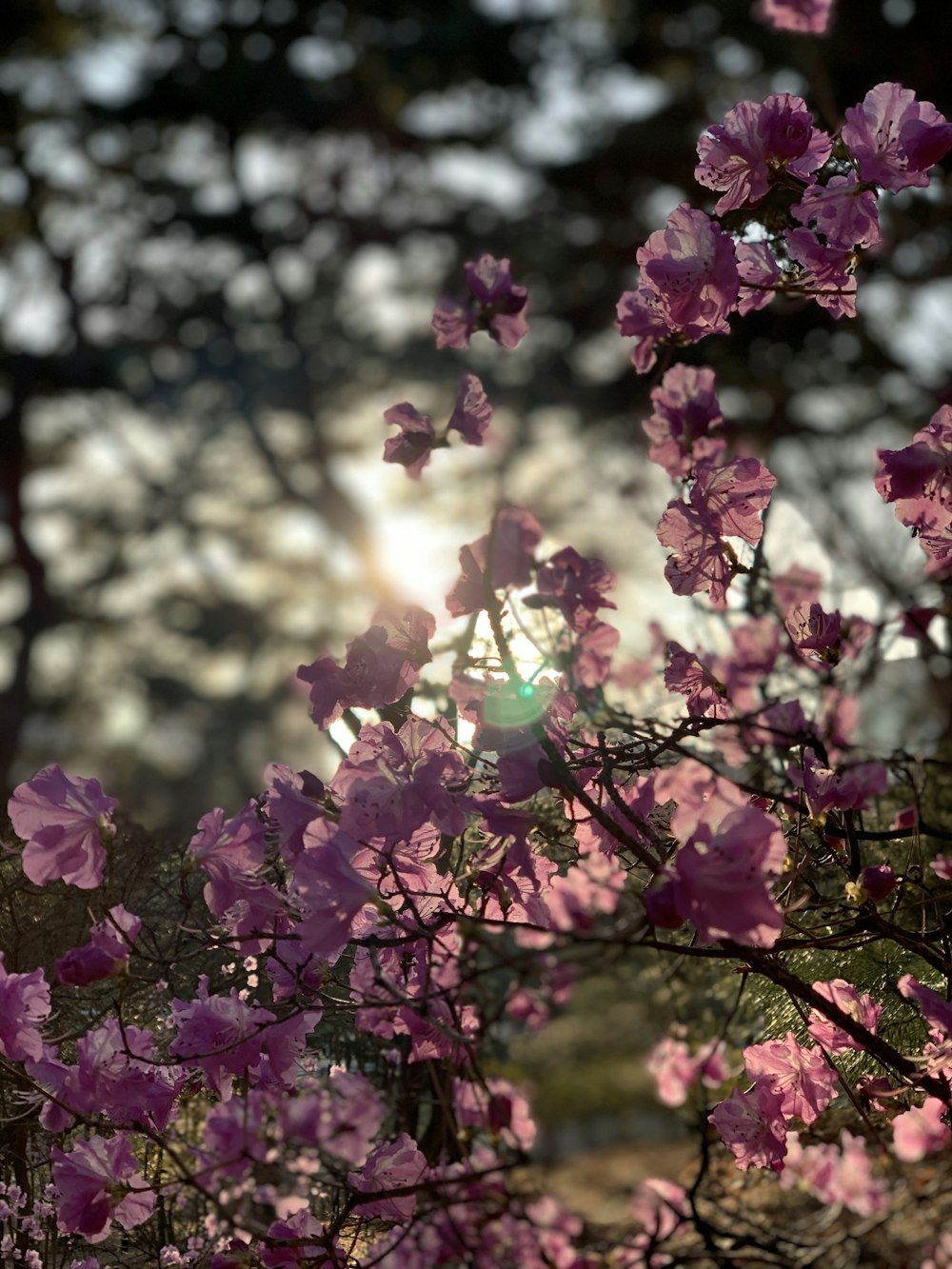 purple flowers in tilt shift lens