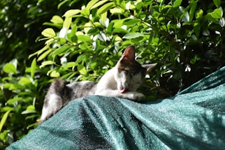 A cat is grooming itself atop a green tarpaulin, surrounded by leafy green foliage. The sun casts a warm light on the scene, highlighting the natural setting.