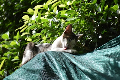 A cat is grooming itself atop a green tarpaulin, surrounded by leafy green foliage. The sun casts a warm light on the scene, highlighting the natural setting.
