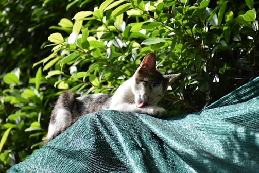 A cat is grooming itself atop a green tarpaulin, surrounded by leafy green foliage. The sun casts a warm light on the scene, highlighting the natural setting.