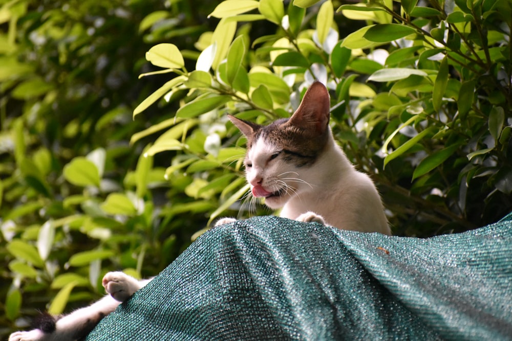 white and black cat on green textile