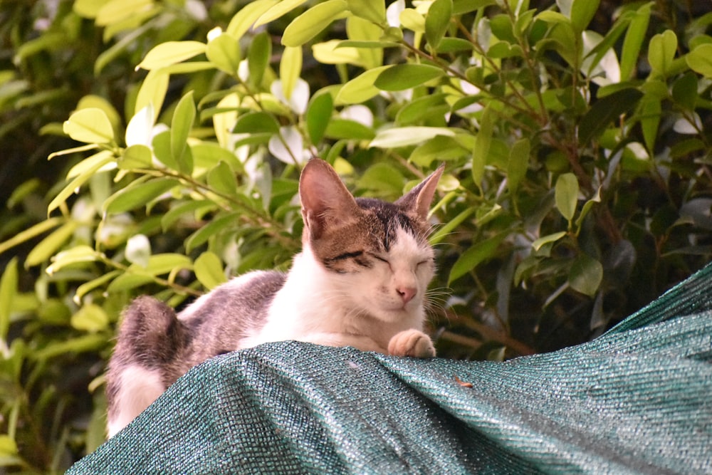 white and black cat on green textile