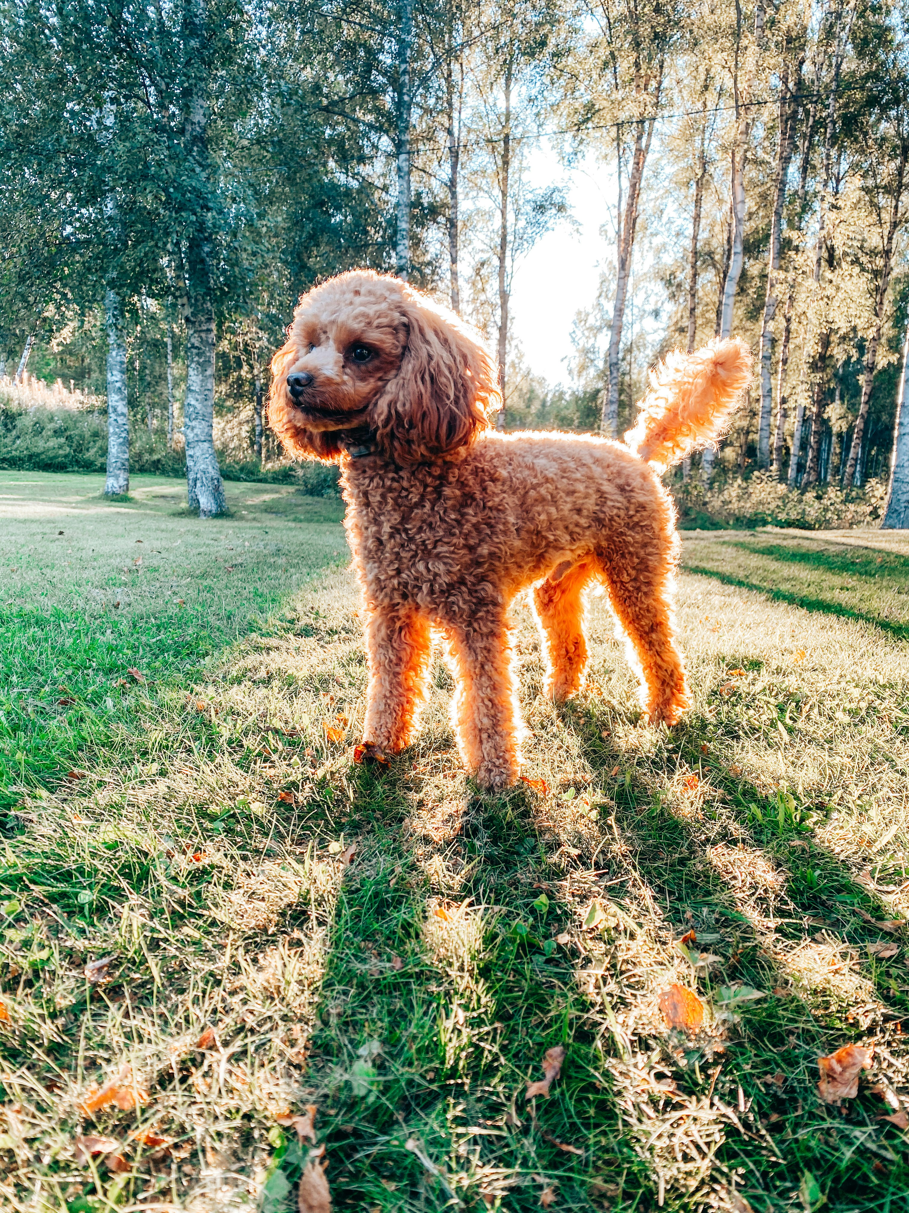 Miniature poodle standing on grass. 
