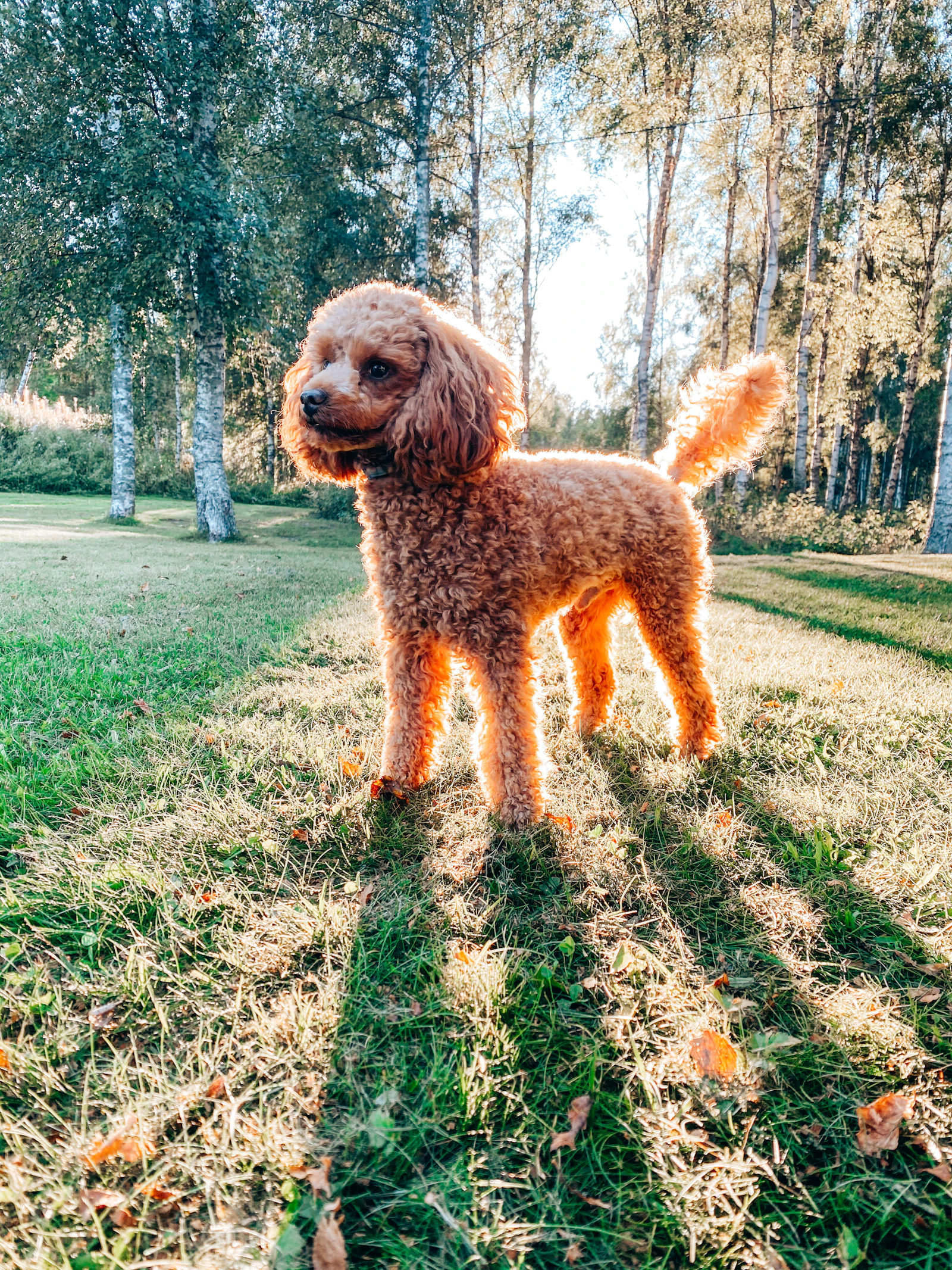 Miniature Poodle standing on grass, photo by Tuomas Härkönen on Unsplash