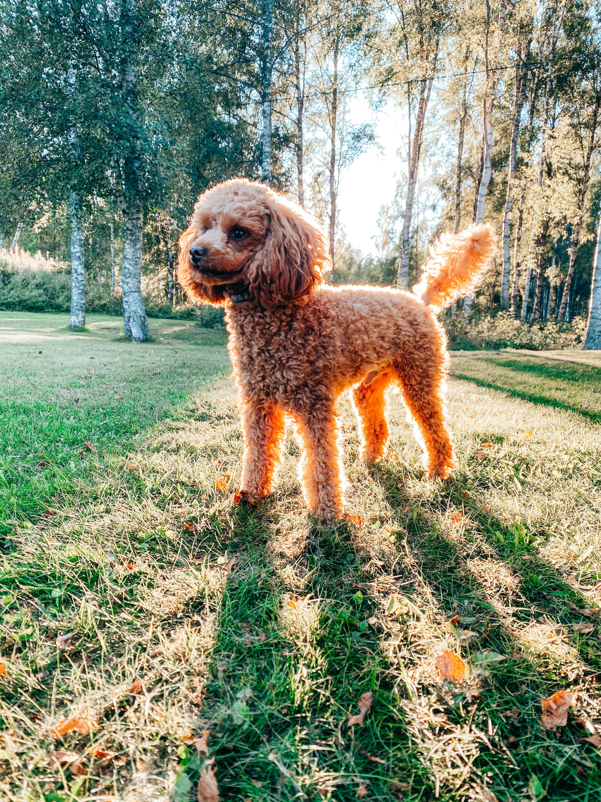 Miniature poodle standing on grass. 