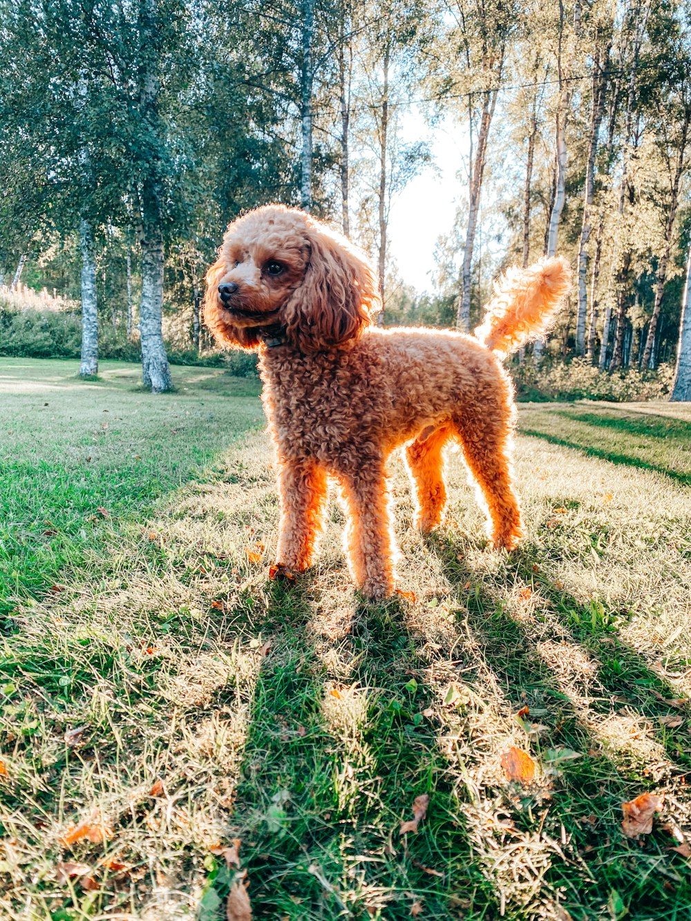 brown poodle on green grass field during daytime