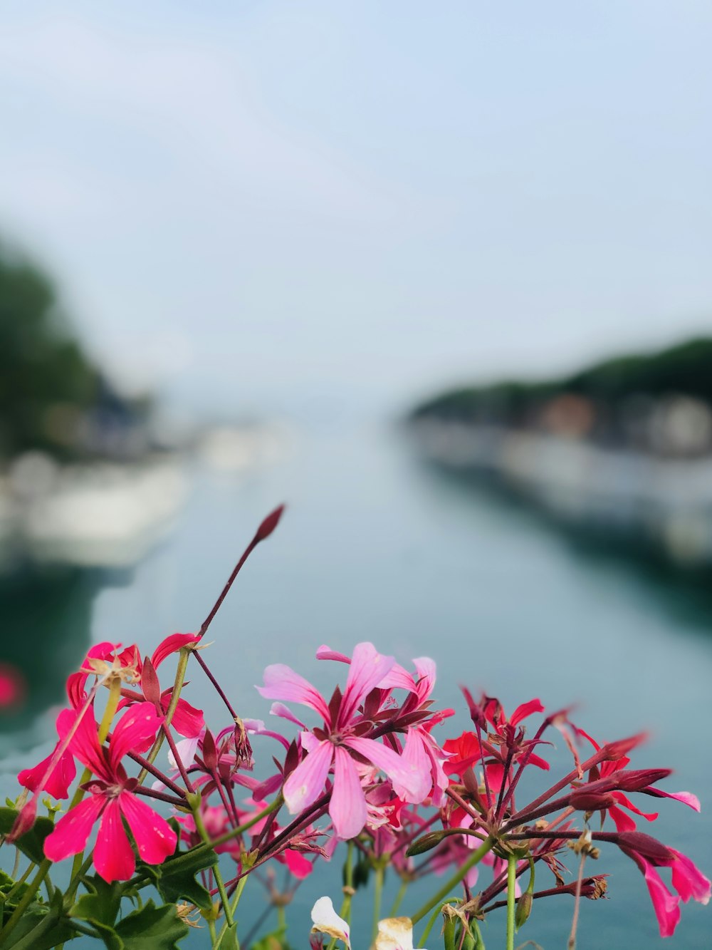 pink flowers near body of water during daytime