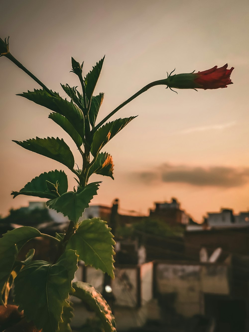 red rose in bloom during daytime