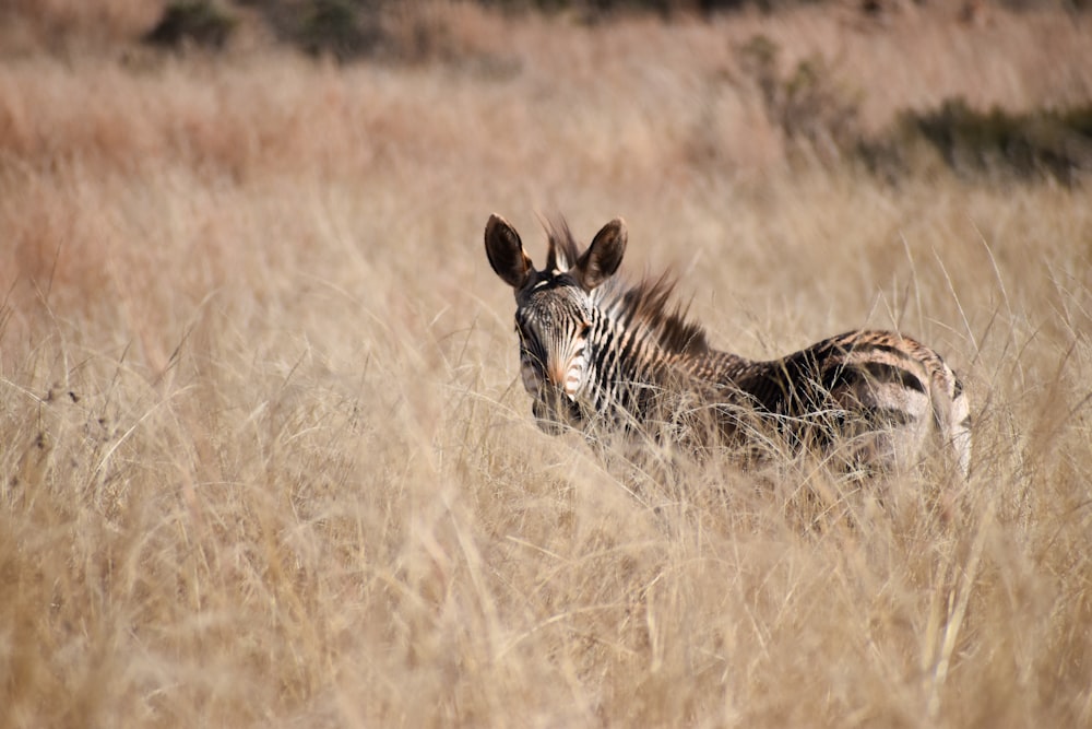 zebra on brown grass field during daytime