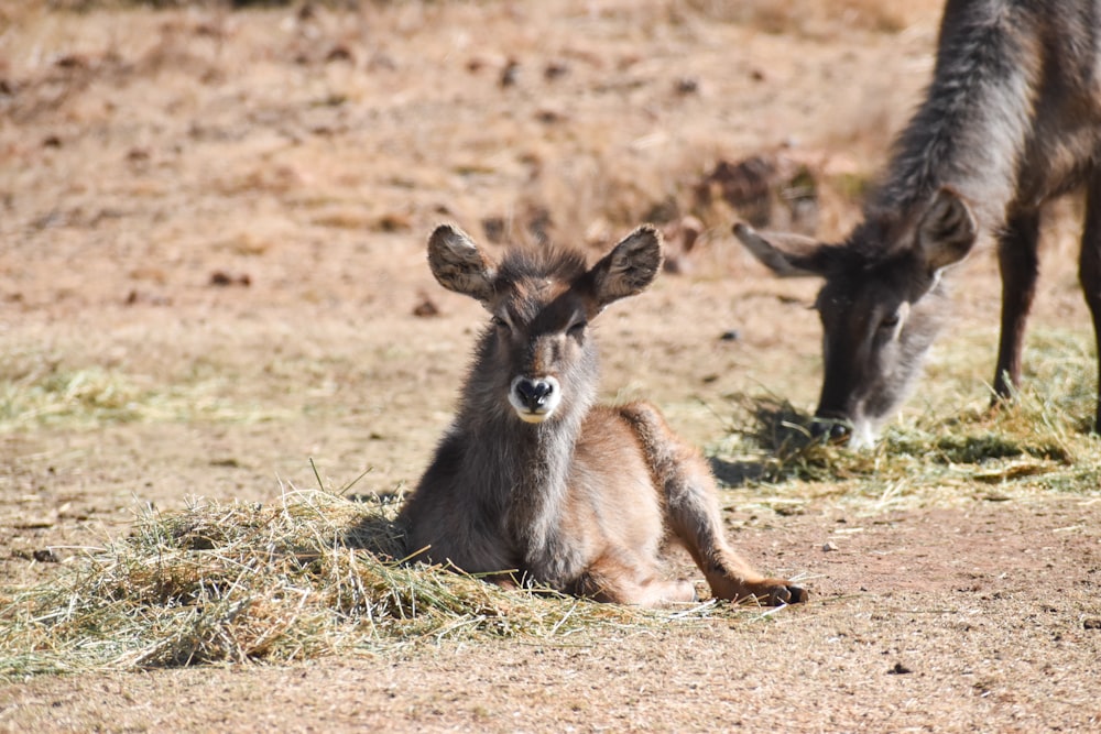 black and brown deer on brown field during daytime