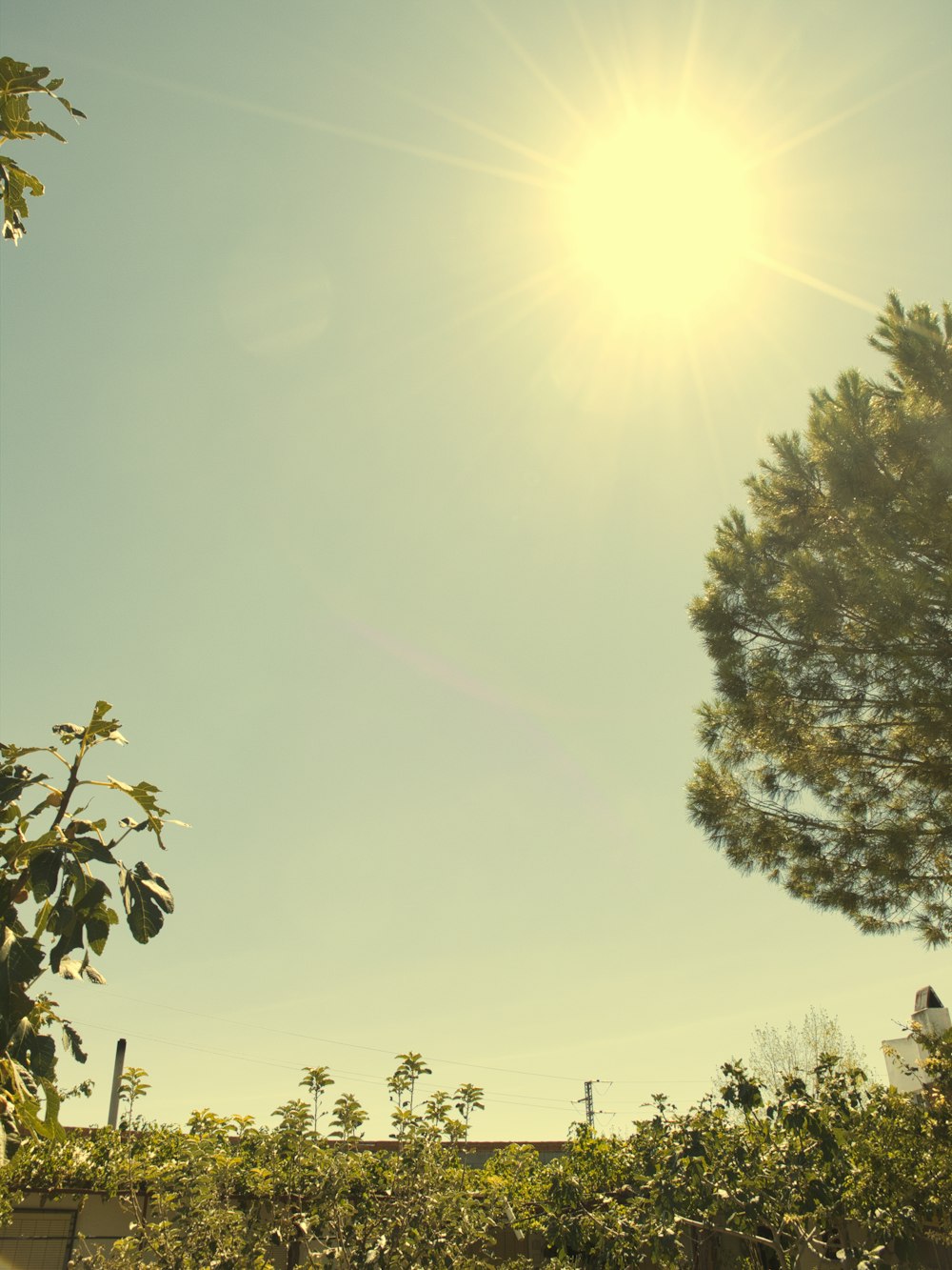 green tree under blue sky during daytime