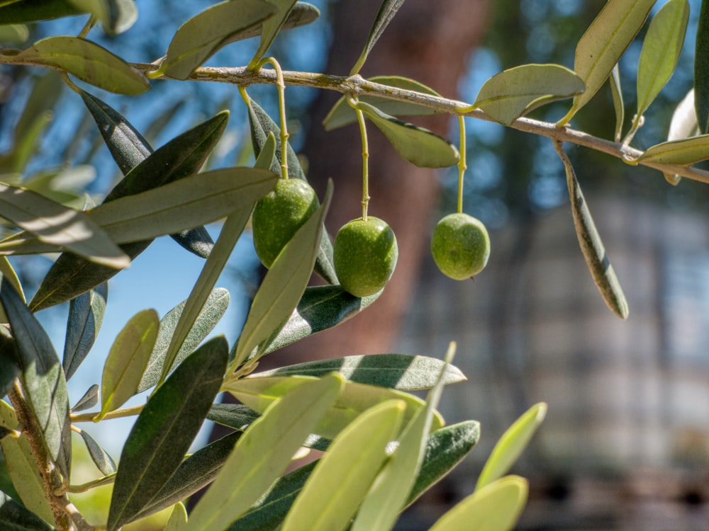 frutti rotondi verdi sull'albero durante il giorno