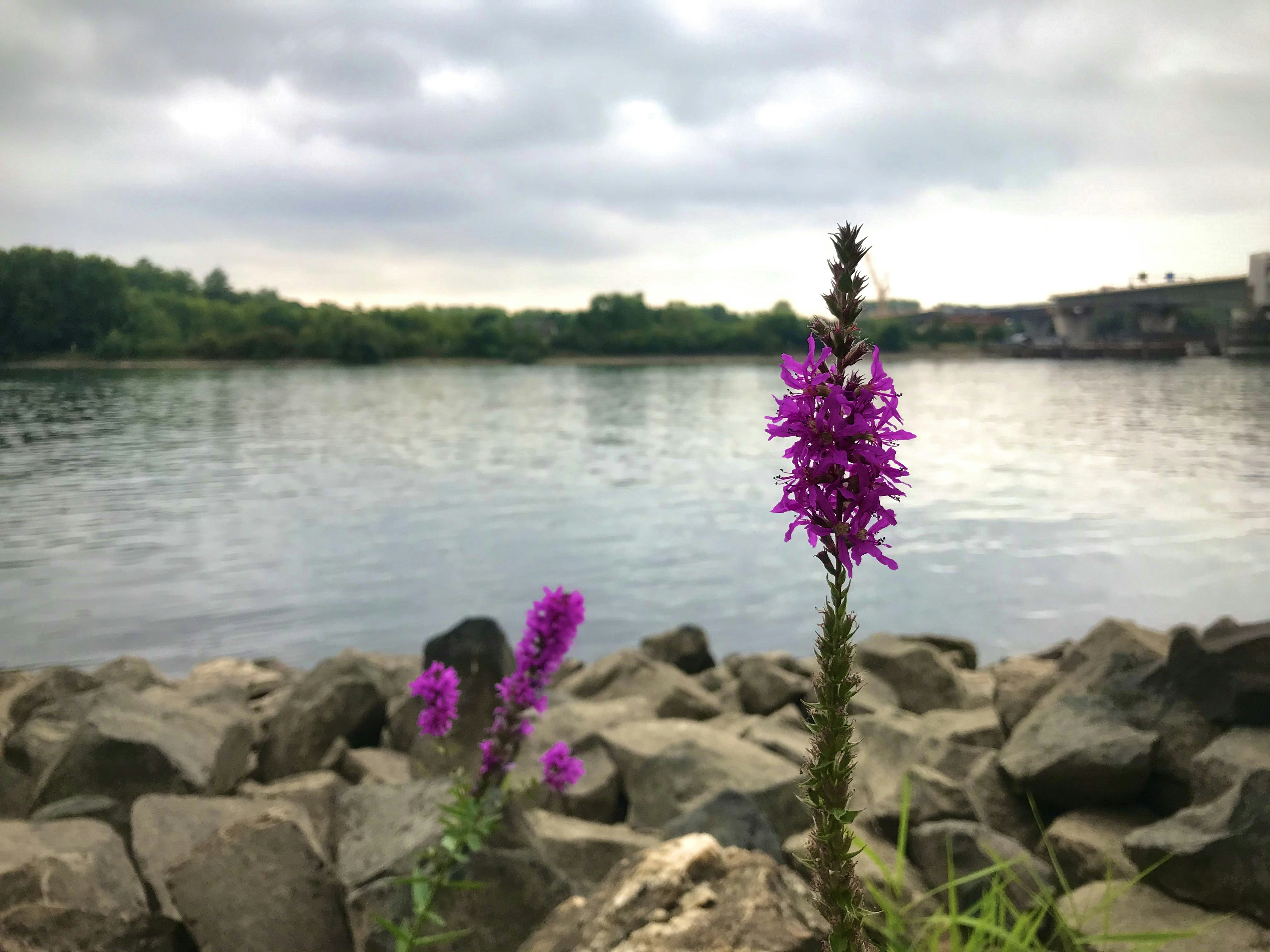 purple flower near body of water during daytime