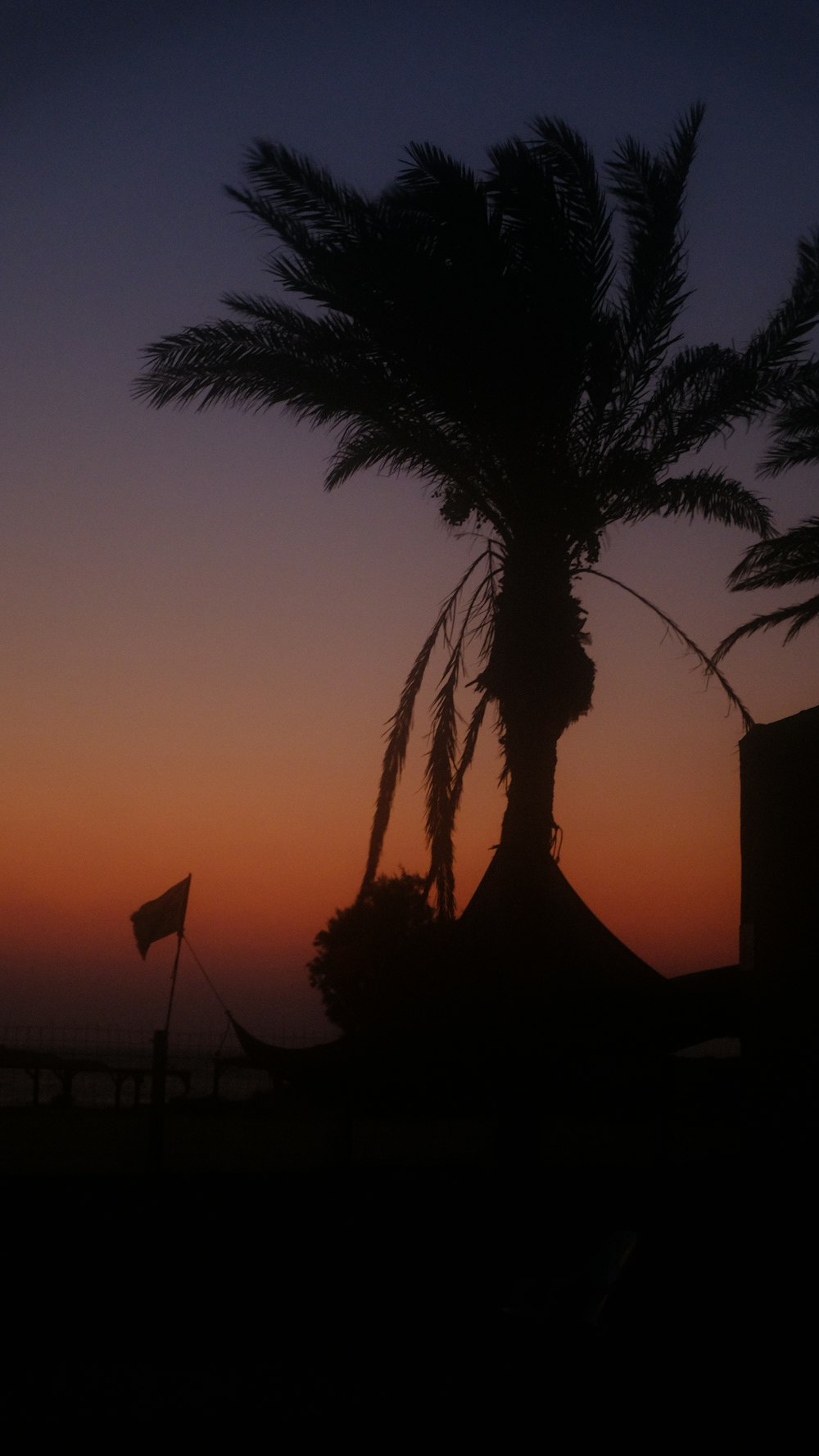 silhouette of palm tree during sunset