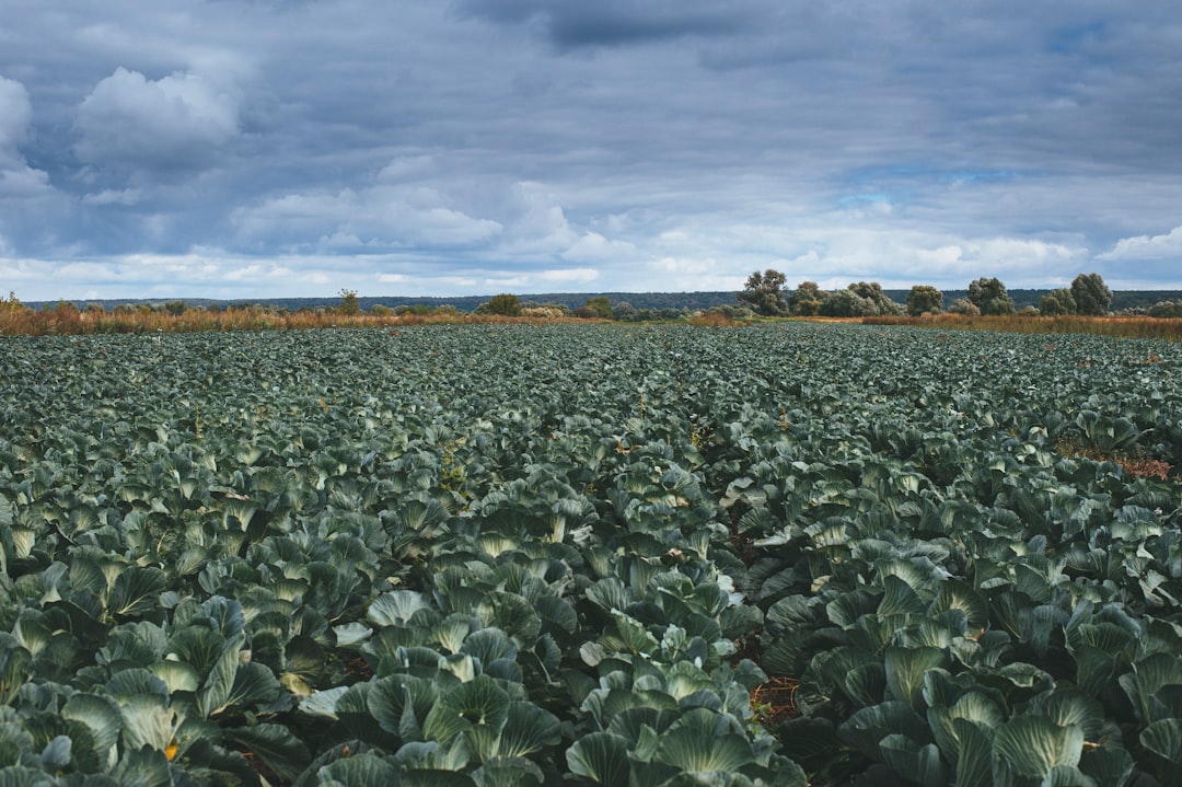 green leaf plants under white clouds during daytime