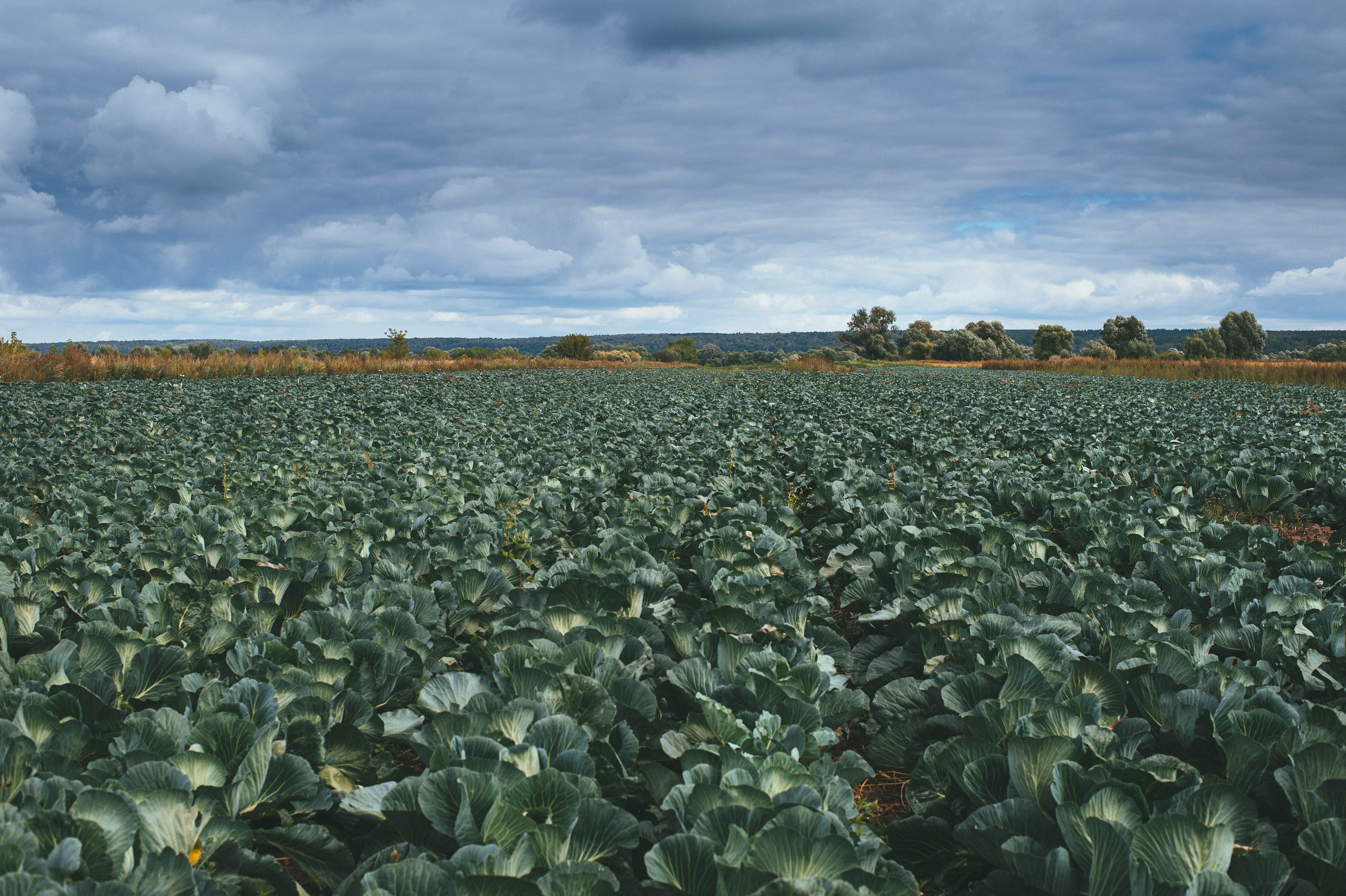 green leaf plants under white clouds during daytime