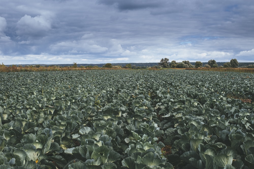 green leaf plants under white clouds during daytime