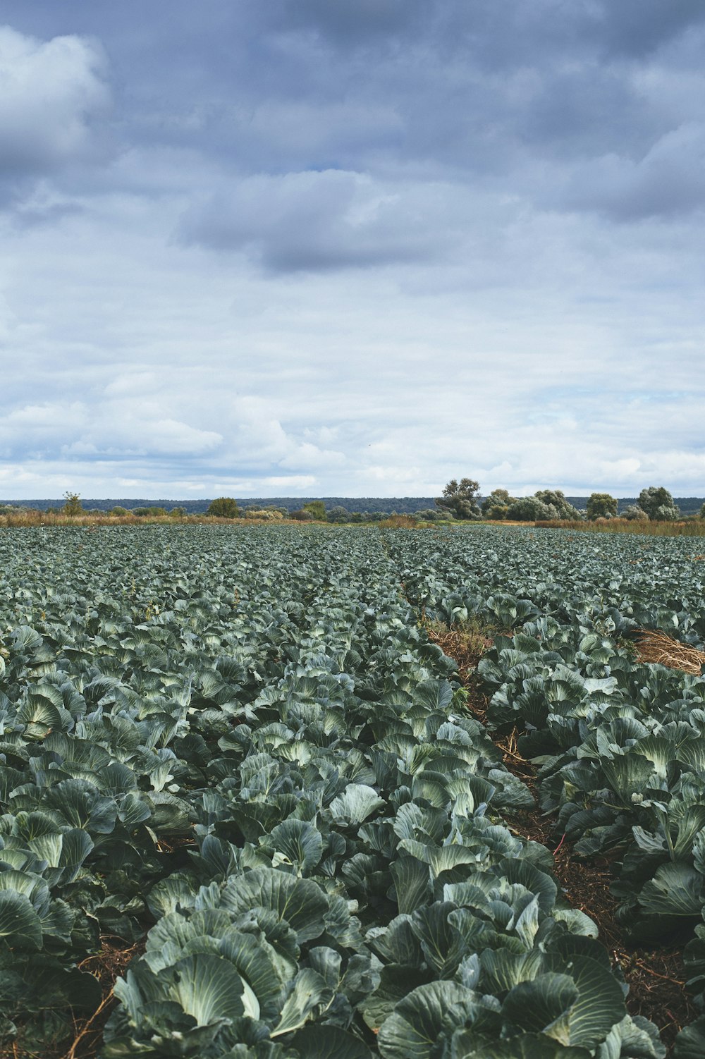 green plants under white clouds during daytime