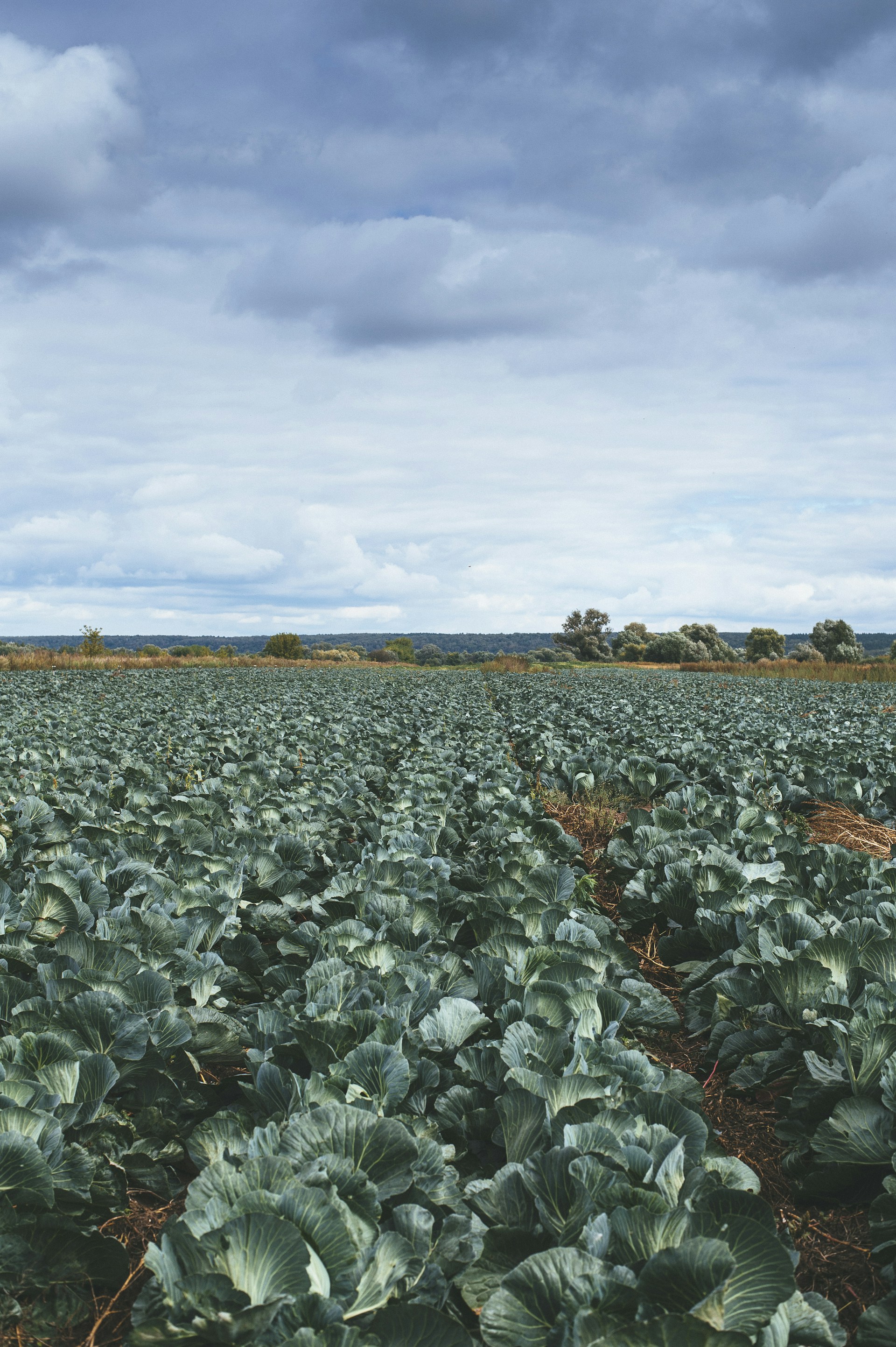 green plants under white clouds during daytime