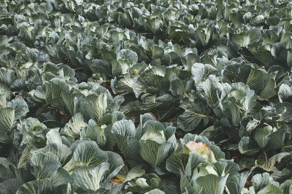 green and yellow leaves on brown soil