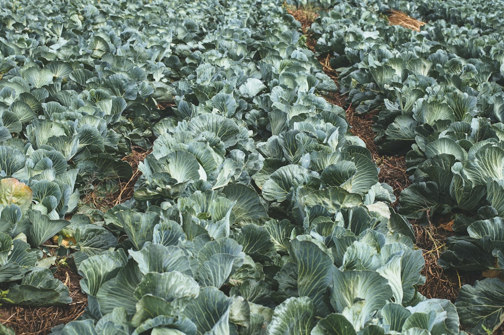 green leaf plants during daytime