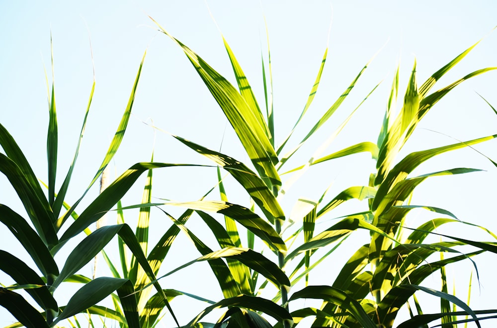 green wheat field during daytime