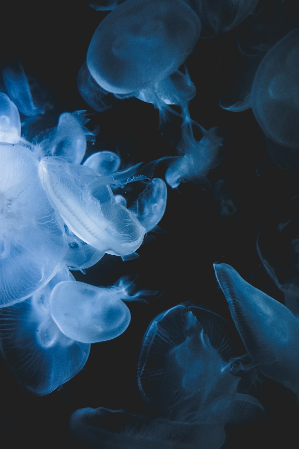 white jellyfish in water during daytime