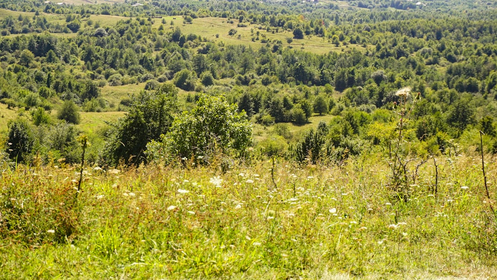 green grass field during daytime