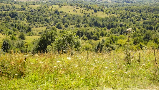 photo of Ciurila Tropical and subtropical coniferous forests near Botanical Garden Museum